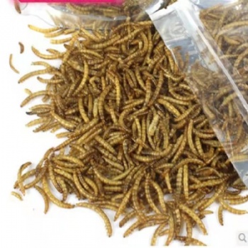 DRIED MEAL WORMS FOR PET FOOD