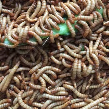 NATURE DRIED MEAL WORMS