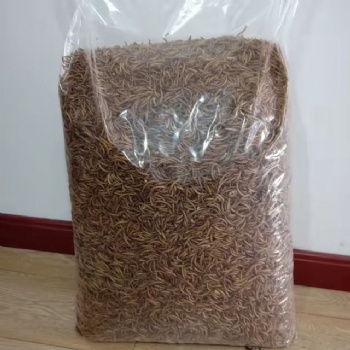 YELLOW DRIED MEALWORMS