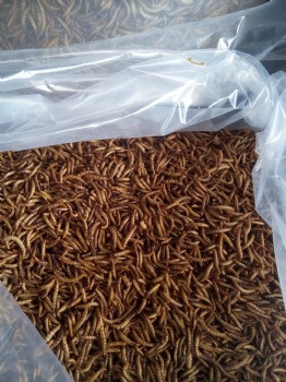 DRIED MEAL WORMS