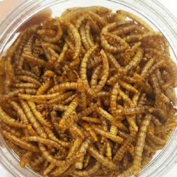 DRIED CALCI MEALWORMS