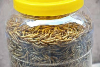 MICROWAVE DRIED MEALWORMS FOR BIRD FOOD