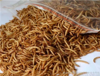 20oz/30oz/50oz/1KG/5KG PACKED DRIED MEALWORMS