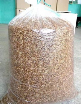 WHOSALE YELLOW DRIED MEALWORMS