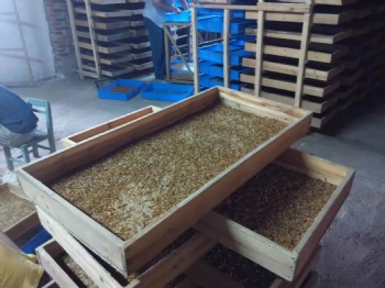 PET FOOD OF DRIED MEALWORMS