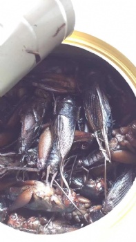 CANNED CRICKET