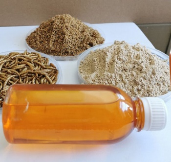 DRIED MEALWORMS POWDER WITH OIL