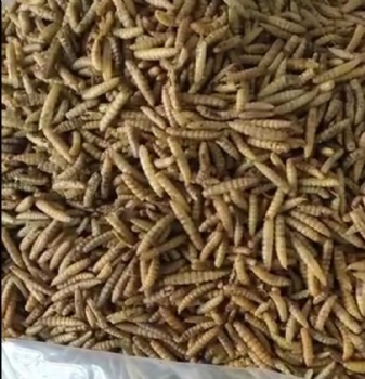 DRIED BLACK SOLDIER FLY LARAVE FOR CHICKEN FEED