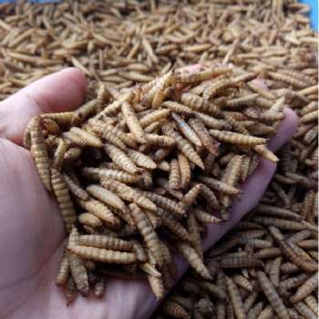 CALCI WORMS FOR PET FOOD