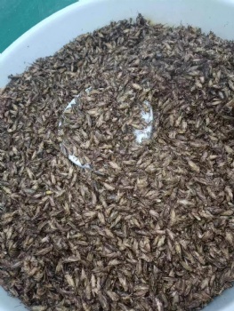 DRIED CRICKETS