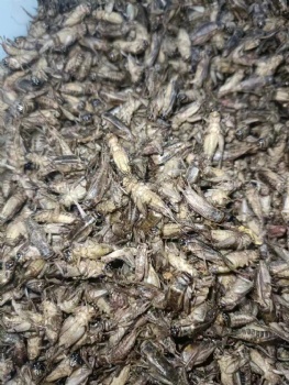 DRIED CRICKETS FOR REPTILE