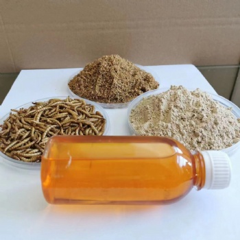 YELLOW MEALWORMS OIL