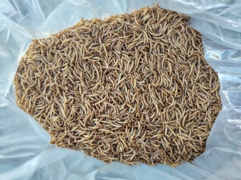 CHINA DRIED MEALWORMS FARM