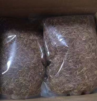 DRIED MEAL WORMS FOR WILD BIRDS