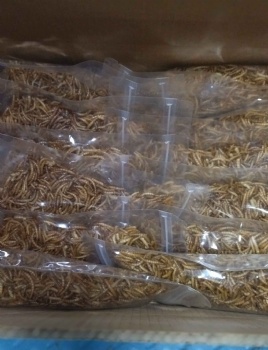 100g DRIED MEALWORMS