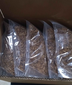 300g DRIED MEALWORMS