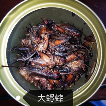 罐装蟋蟀
