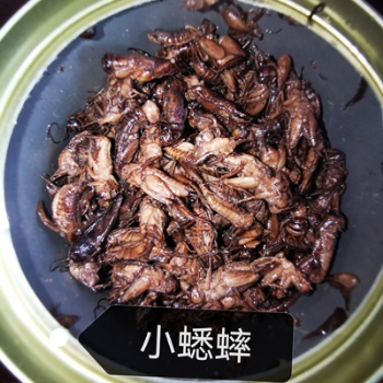 罐装蟋蟀