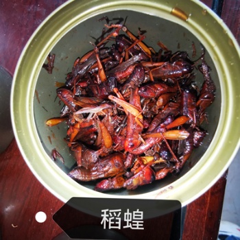 罐装稻蝗