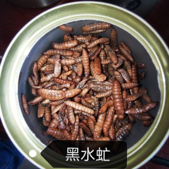 罐装黑水虻